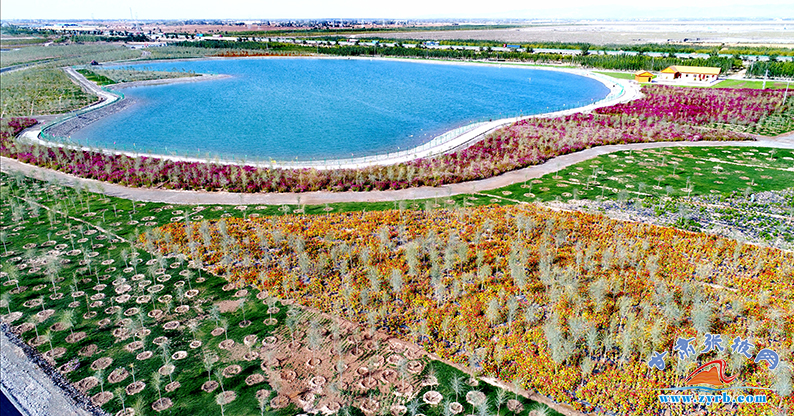 金秋胡杨初长成 张掖城市森林公园秋色惹人醉