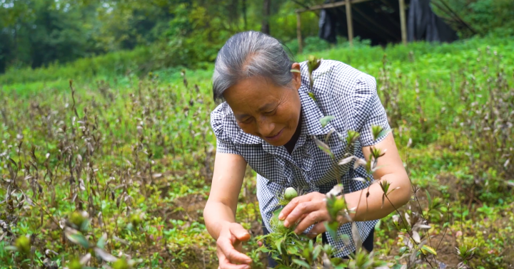 彭水自治县棣棠乡自强自立谋幸福