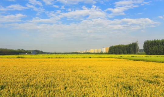 中国粮食行业协会：命名曹妃甸“中国生态稻米之乡”