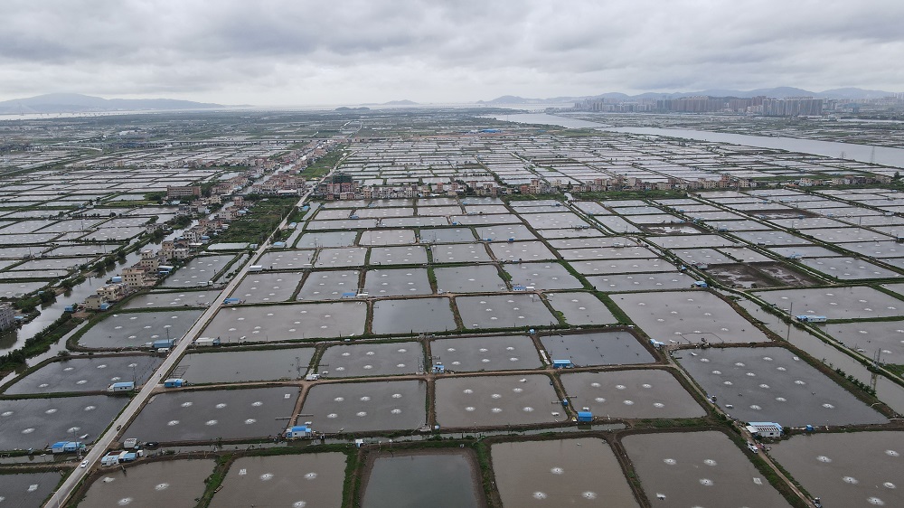 斗门生态农业园：打造现代农业产业园 让白蕉海鲈强起来走出去