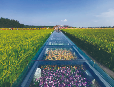 游客行走在九台区红光稻米文化农业公园的玻璃栈道上。 于剑南 摄