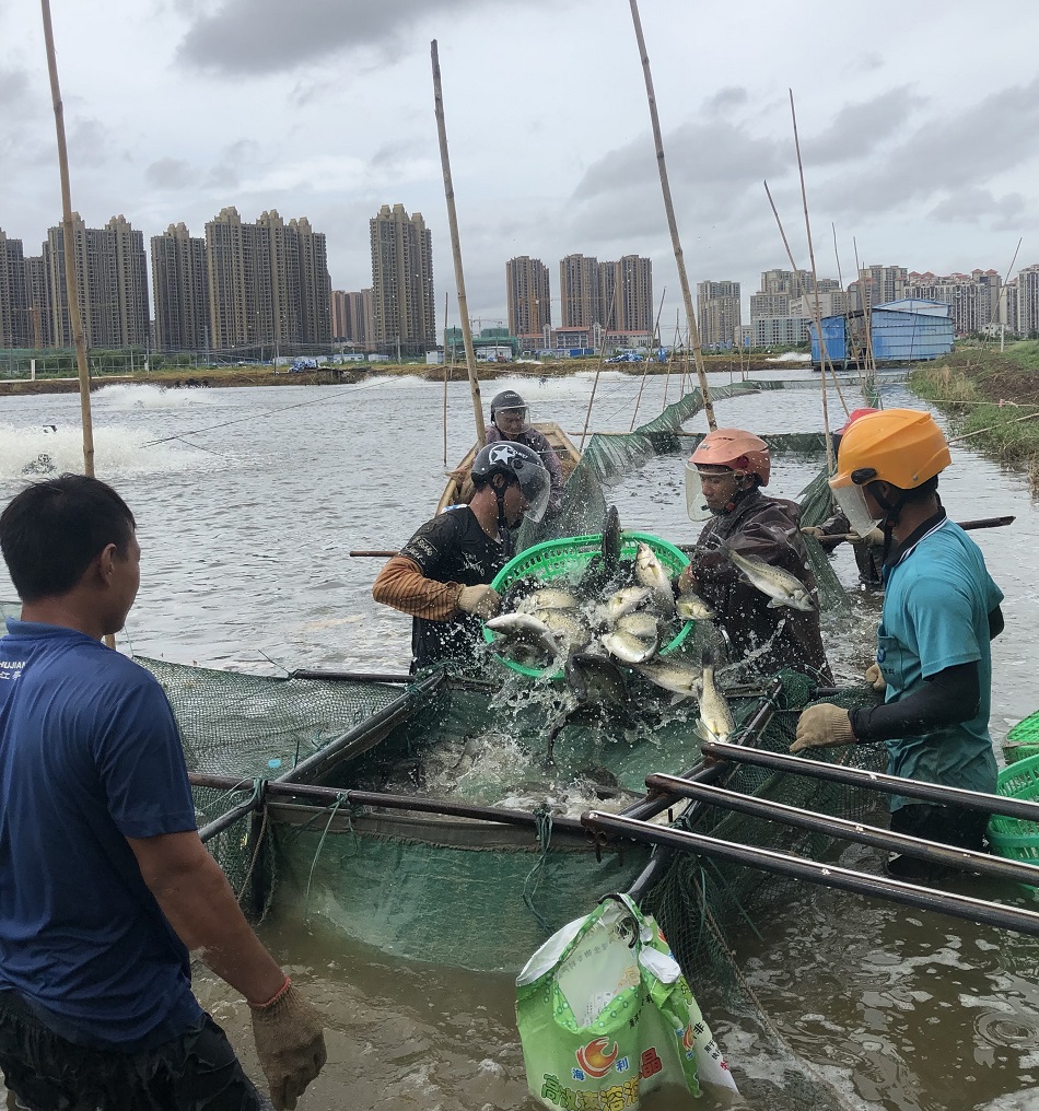 斗门生态农业园：打造现代农业产业园 让白蕉海鲈强起来走出去