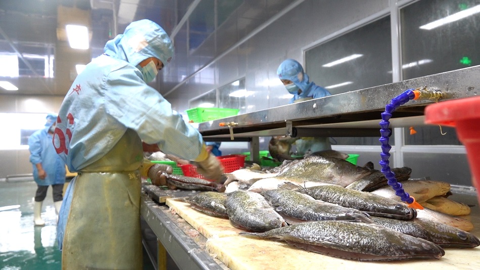 祺海水产海鲈加工现场
