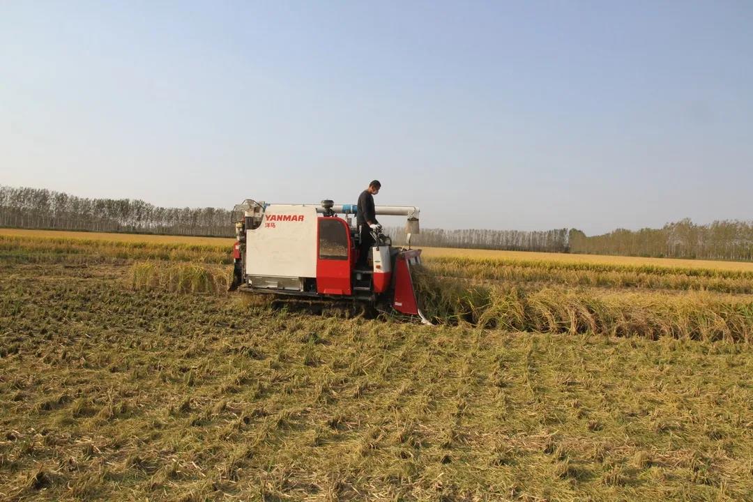 中国粮食行业协会：命名曹妃甸“中国生态稻米之乡”