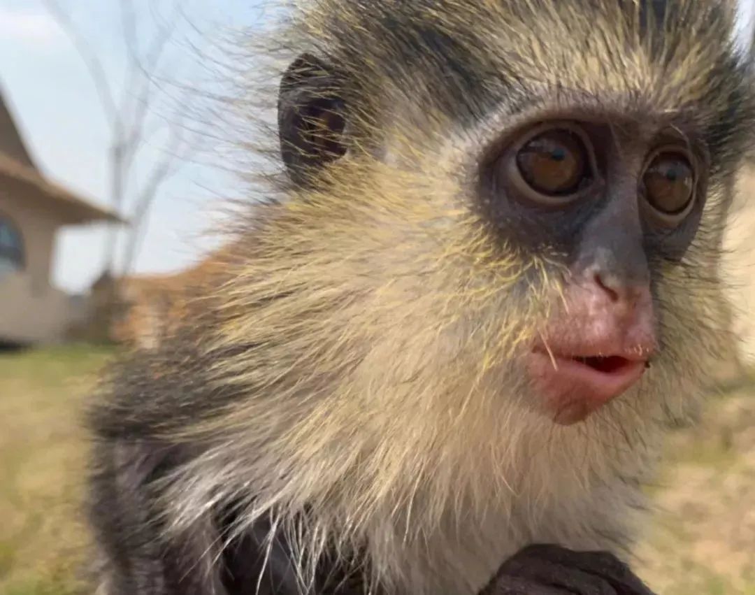 所有人 | 国庆去哪儿?十大海陆珍稀神兽带你大开眼界,快来围观