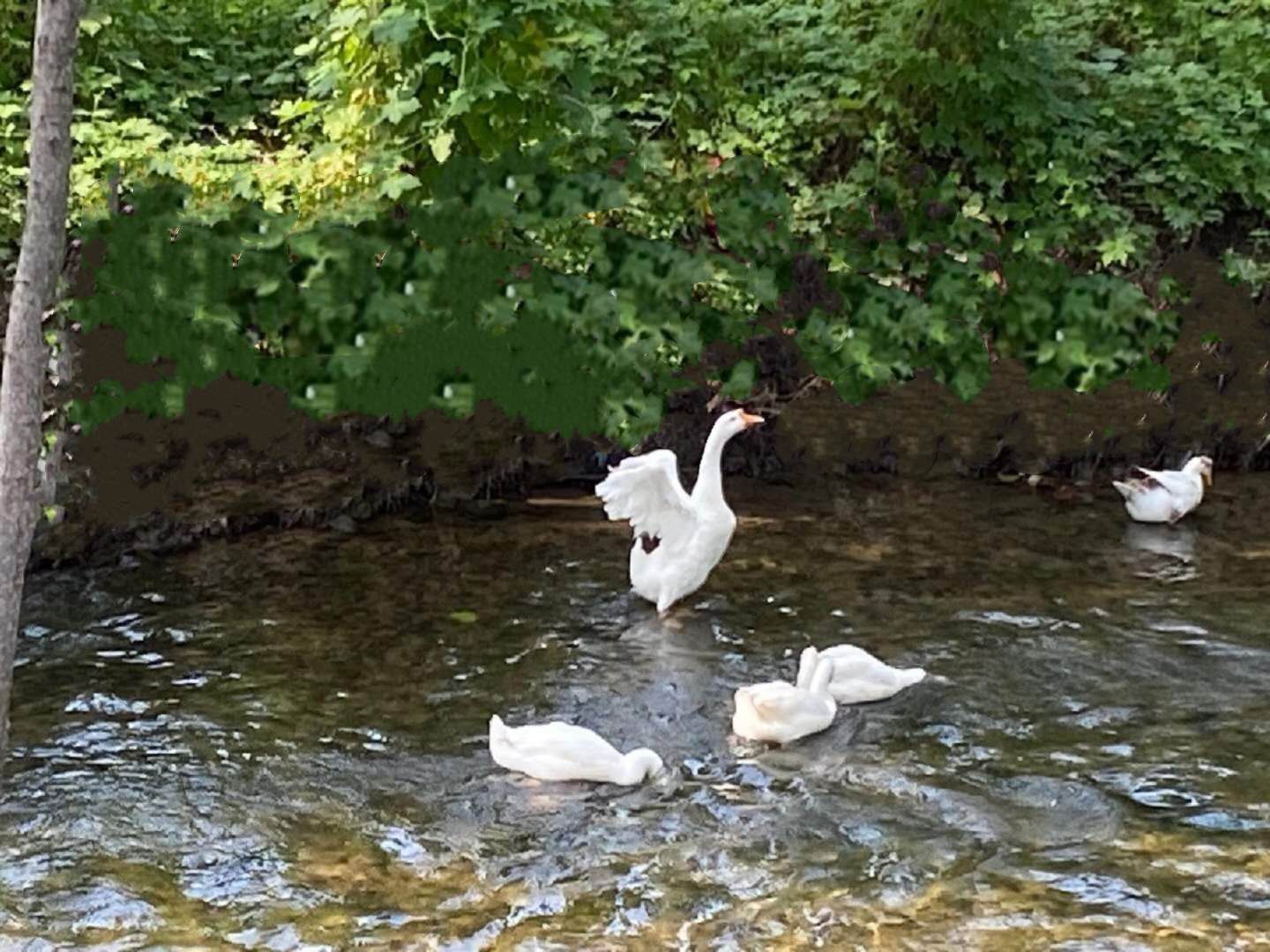 大白鹅在将相河里戏水 摄影 李晓周