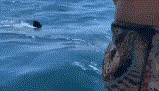 实拍：男子跳进海里想跟姥鲨同游 游近一看居然是头大白鲨