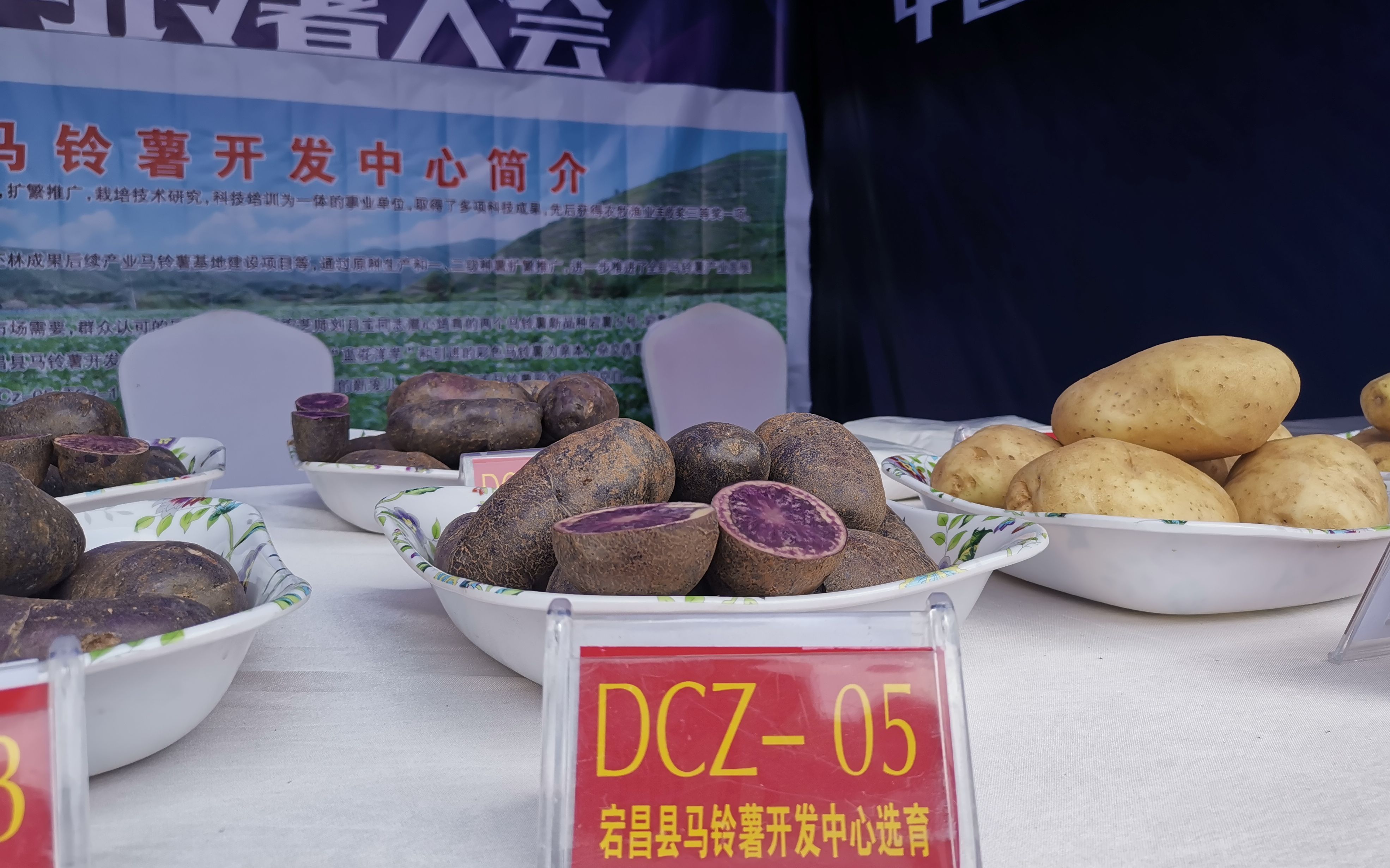 俗称"黑美人"的紫色马铃薯 新京报记者 周怀宗 摄