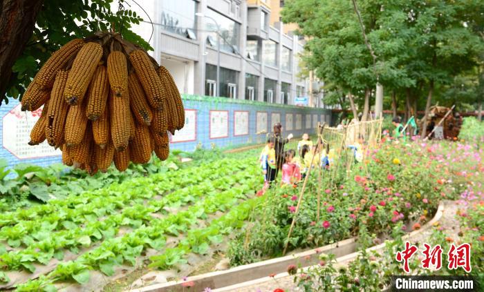 图为学生们体验用劳动换取果实的喜悦。　崔琳 摄
