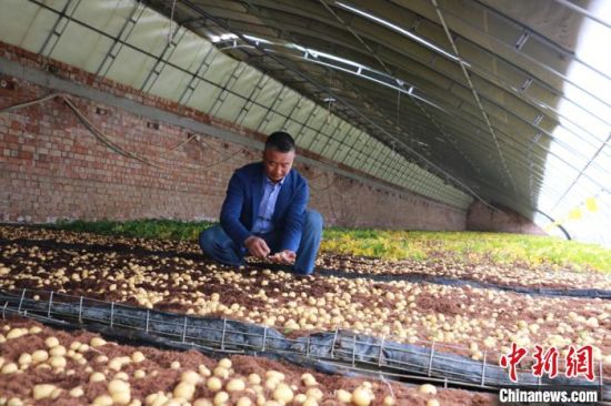 图为定西马铃薯研究所所长李进福在原原种培育大棚看种薯长势。 张婧 摄