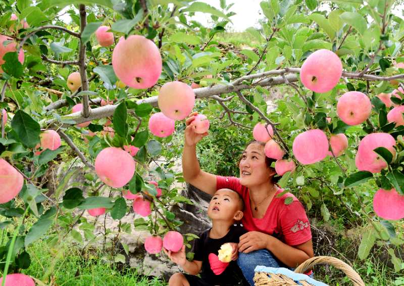 私人订制果树认养苹果采摘沂源红苹果开动三驾马车