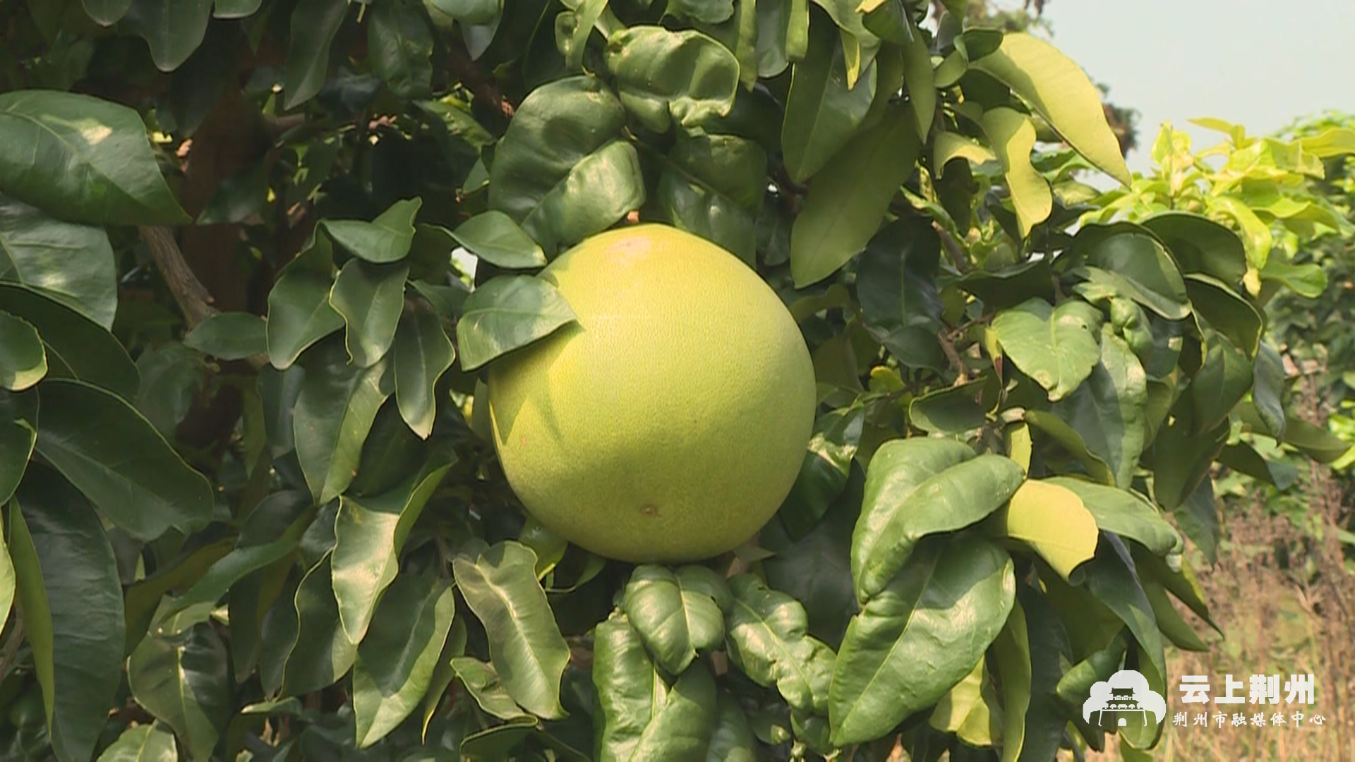 又是一年蜜柚成熟季松滋果农采摘忙享受丰收喜悦