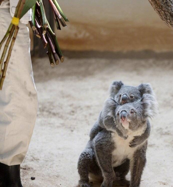 動物園裡有一隻