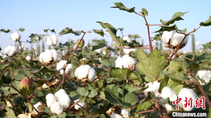 位于南疆的巴楚县今年种植棉花102余万亩,其中机采棉面积预计超32万亩。 热孜万古 摄