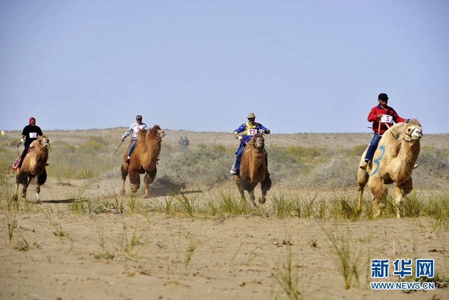 牧民"纵驼驰骋"大漠戈壁 在"双节"遇见醉美裕固风情
