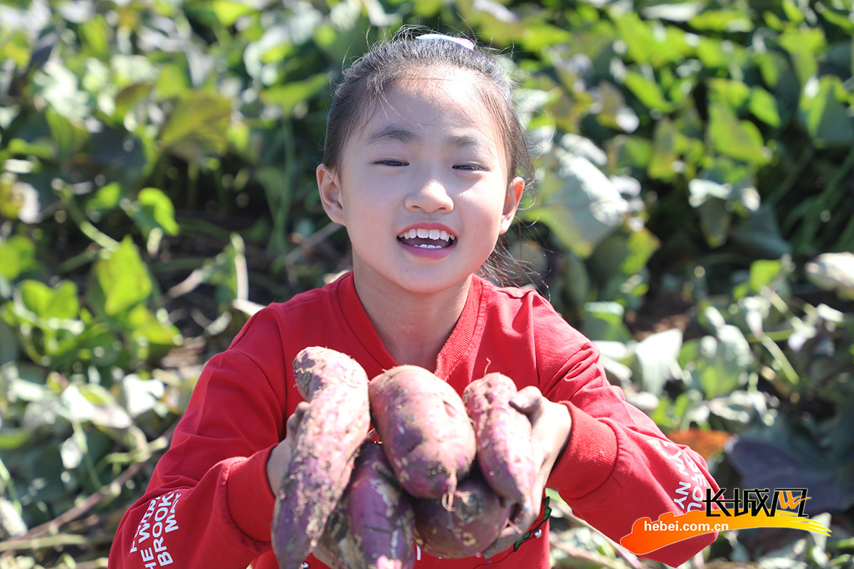 10月5日,小学生在唐山市丰润区燕沣园生态农场展示收获的红薯.