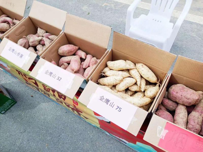 2020鳌山卫农民丰收节暨第四届茶芋文化节盛大开幕！