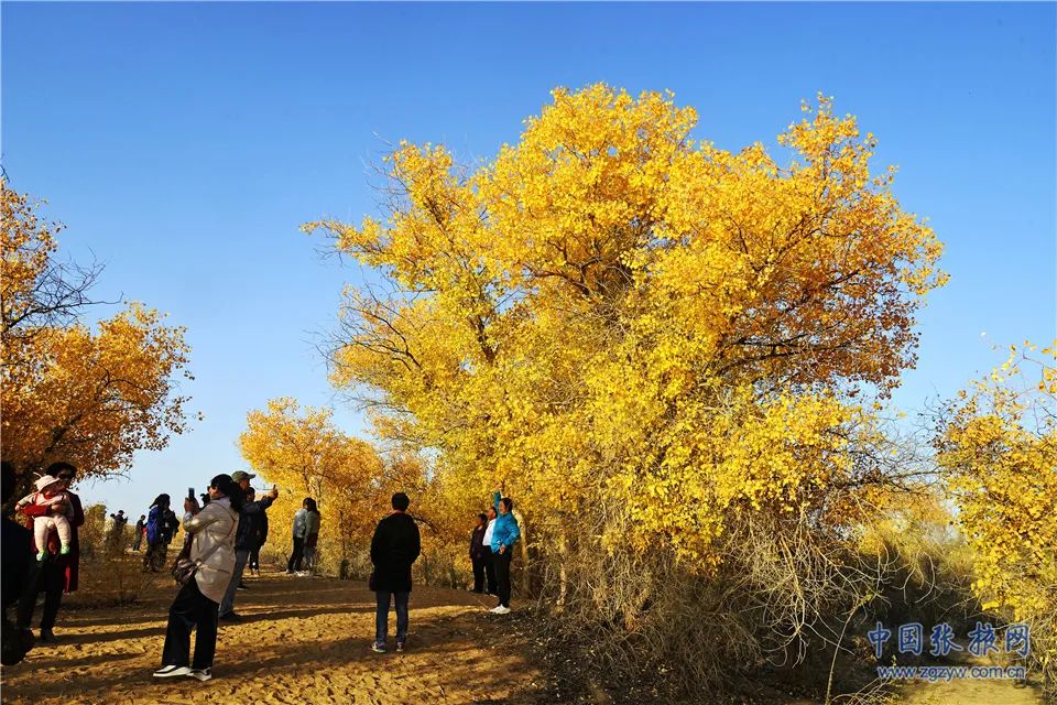 张掖大漠胡杨尽披"黄金甲" 秋韵醉人引游客争相打卡