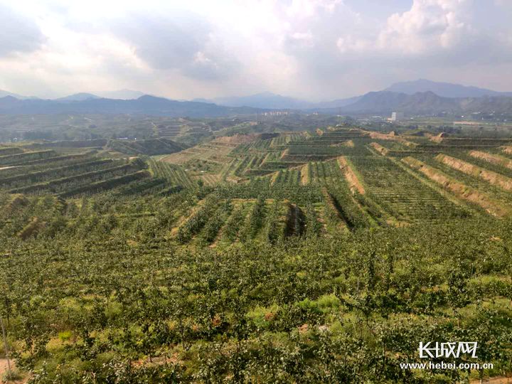 阜平县昔日的荒山野岭被改造成"花果山",让黄土生金.