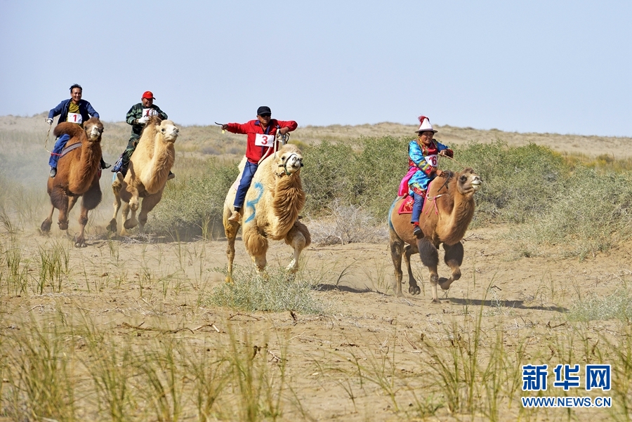 牧民"纵驼驰骋"大漠戈壁 在"双节"遇见醉美裕固风情