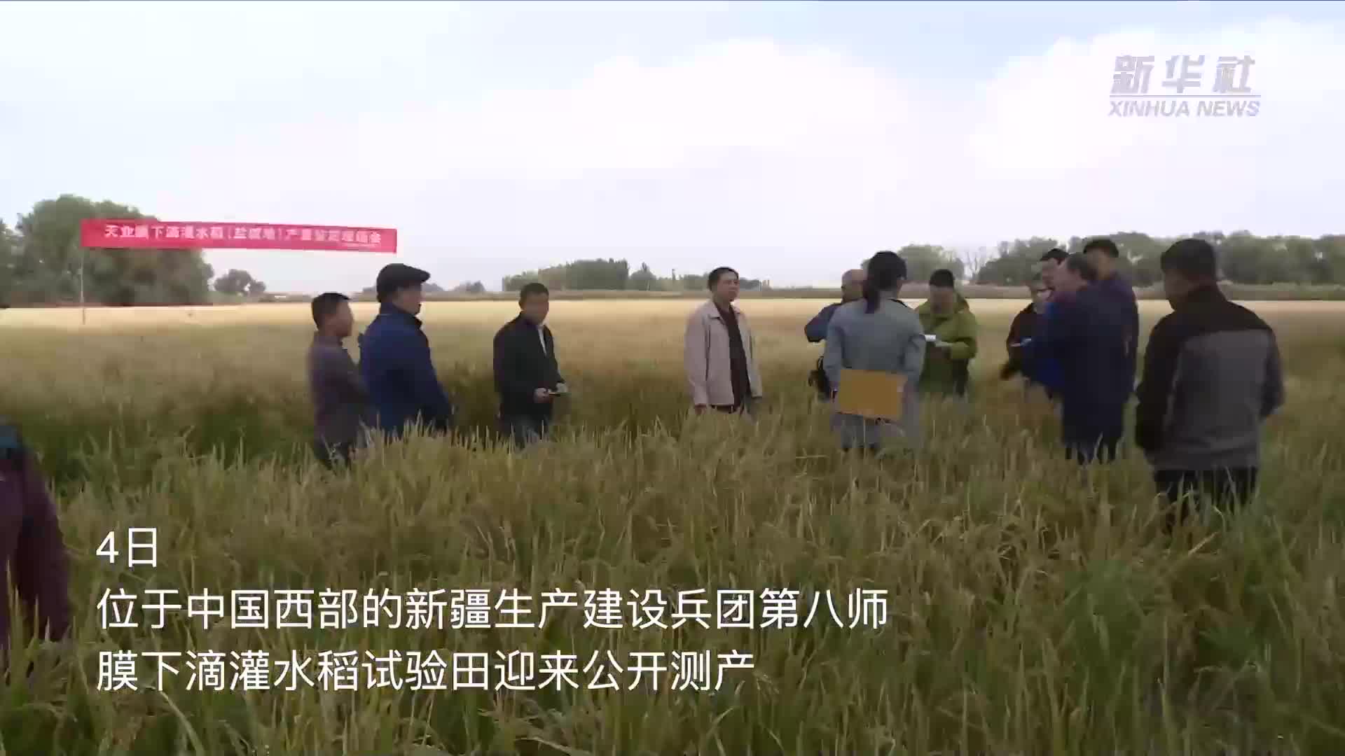 新疆盐碱膜下滴灌水稻试验田迎丰收