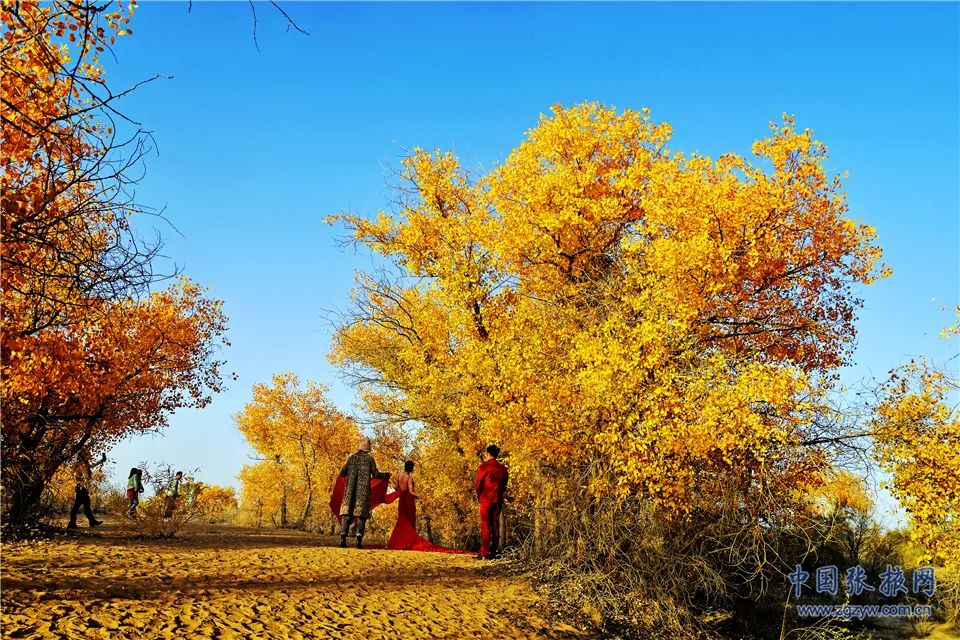 张掖大漠胡杨尽披"黄金甲" 秋韵醉人引游客争相打卡