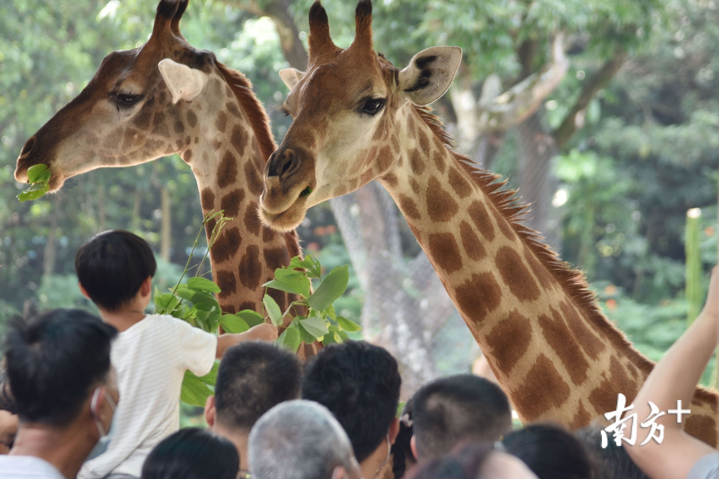 世界动物日深圳动物园国宝齐聚欢迎游客