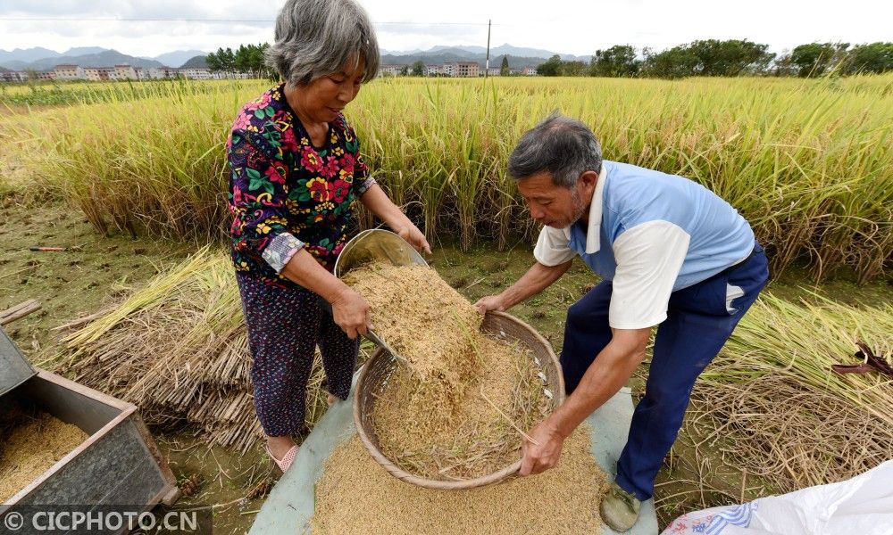 忙金秋迎丰收台州优质生态水稻陆续成熟