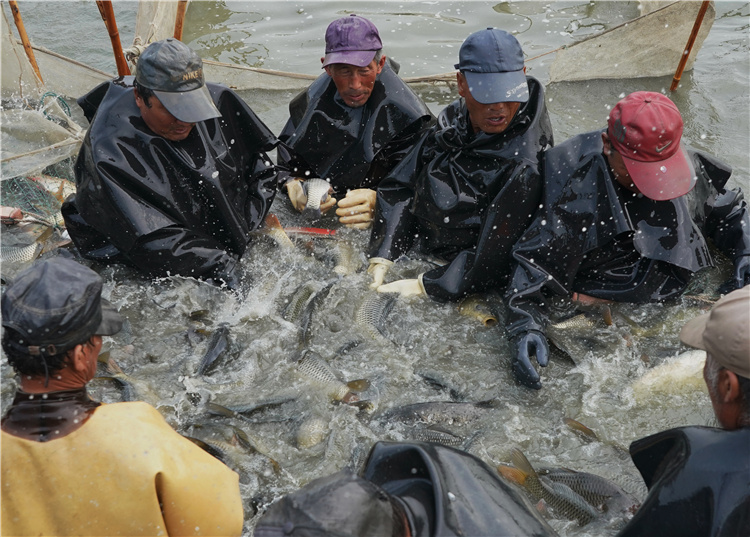 10月5日,唐山市丰南区柳树瞿阝镇的农民在鱼塘捕捞淡水鱼.