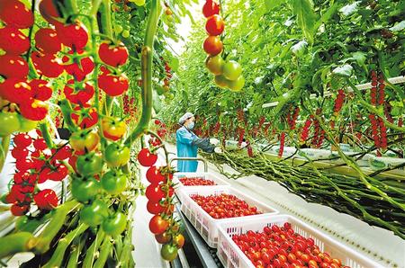 张掖海升现代智能温室内长势良好的串番茄（资料图）