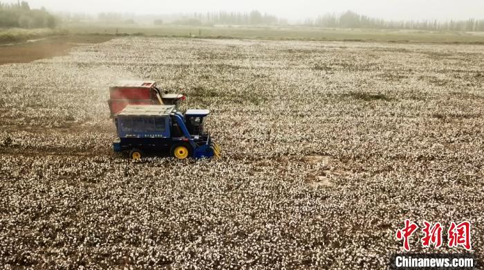 棉花进入采摘期科技助力新疆棉田“无人作业”