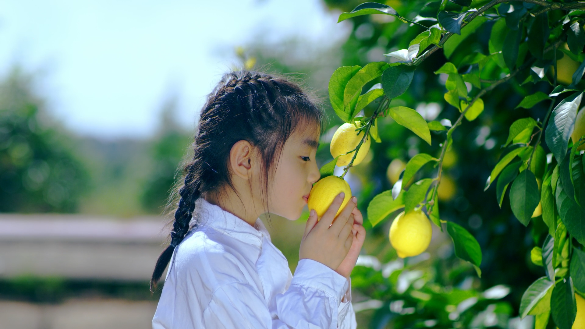太平镇打造乡村特色产业 香水柠檬变身致富“甜蜜果”_韶关发布