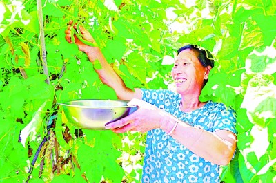 打工看病不出村——黑龙江省明水县兴发村的脱贫之路