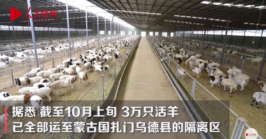 蒙古国捐赠的3万只活羊已全部进入隔离区