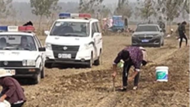 数百村民紧跟收割机后捡花生 农田承包商：警察来了也拦不住