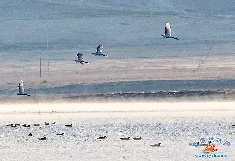 首批数千只候鸟"驾到" 带你看祁连山国家公园秋日画卷