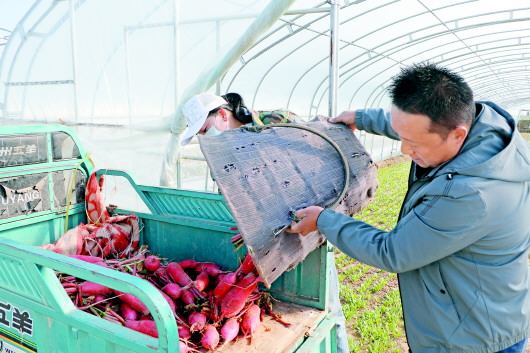 “蔬”你牛！菜园里“淘金”临洮农户乐悠悠