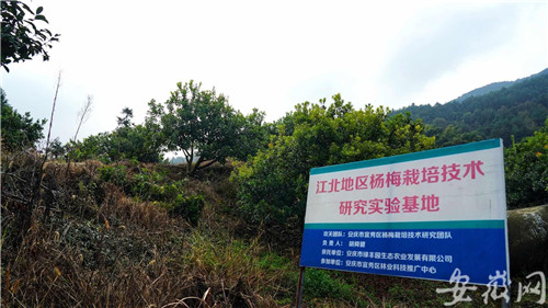 安庆杨亭村：盘活森林资源 打造安庆“林长制”实践样本