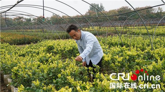 红叶石楠苗什么价格合适