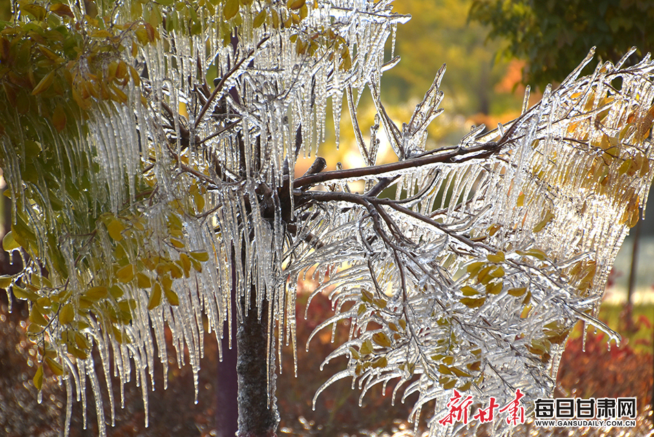 10月12日，酒泉市肃州区北大河公园的冰挂景色。