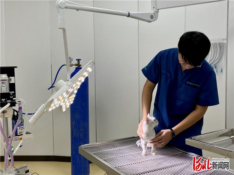 在南和，宠物产业链条越来越长。图为一家宠物医院，一只猫咪正在接受治疗。通讯员梁慧丽摄