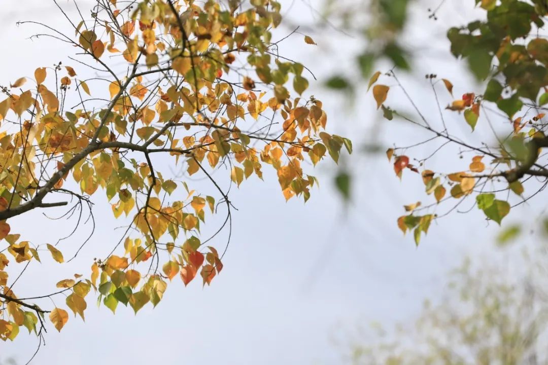 宁波这条盘山公路美得醉人!头上开着小火车,还有色彩斑斓的水库湿地!