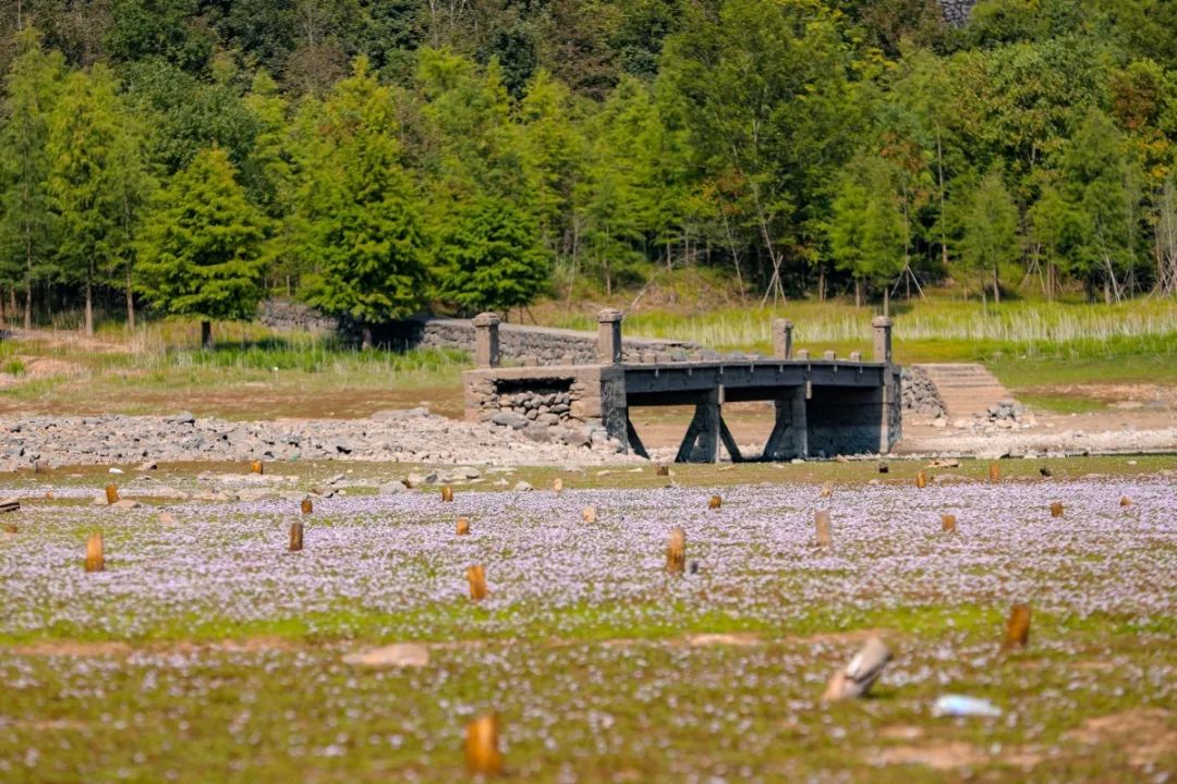 宁波这条盘山公路美得醉人!头上开着小火车,还有色彩斑斓的水库湿地!