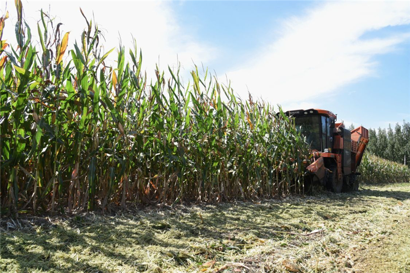 10月13日，玉米收割机在河北省河间市景和镇丰尔庄村进行收割作业。 新华社记者 朱旭东 摄。