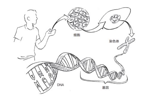 DNA——生命的语言。