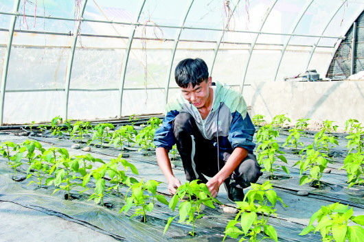 温室里种出梦想 肃州出了位“种菜达人”