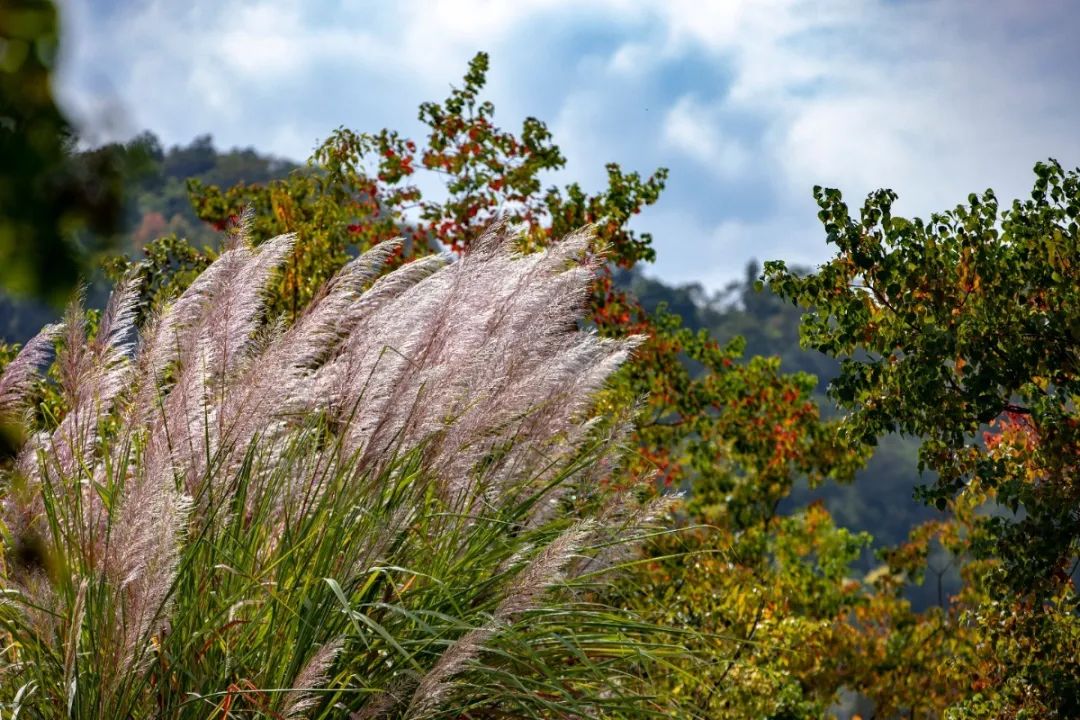 宁波这条盘山公路美得醉人!头上开着小火车,还有色彩斑斓的水库湿地!
