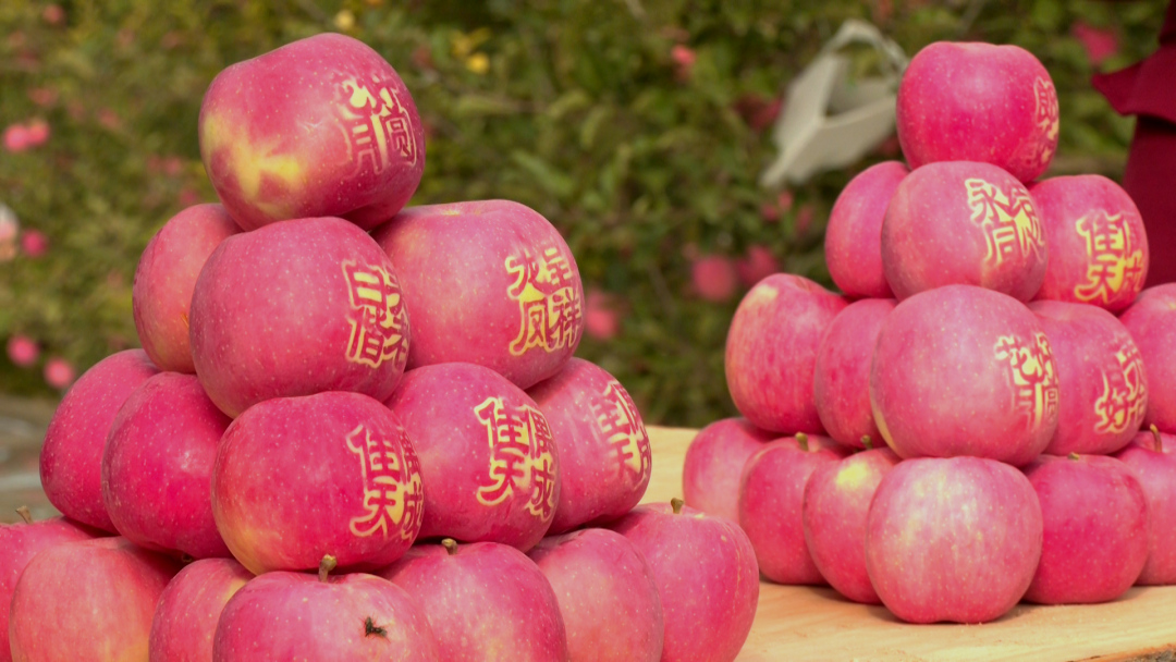 平川苹果喜丰收果农乐呵呵