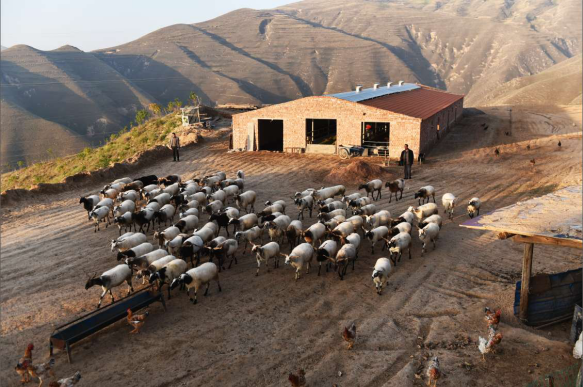 在国家扶贫资金的帮扶下,马哈牙盖起了一座600多平米的新羊圈,图为新
