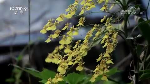 央视纪录片：潮汕侨批